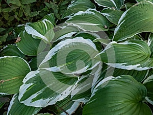 Curled plantain lily (hosta) \'Crispula\' with dark green foliage with white marginal variegation photo