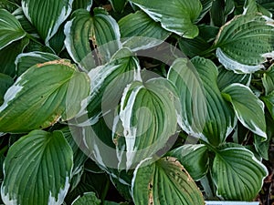 Curled plantain lily (hosta) \'Crispula\' with medium to dark green foliage with white marginal variegation photo