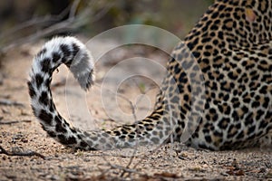 Close up of the curled tip of a leopard`s tail.