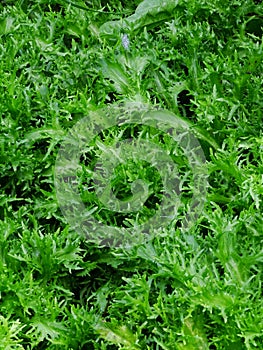 Close up of curly endive in the vegetable garden Cichorium endivia var. crispum