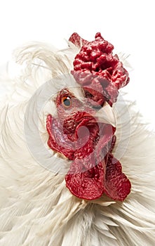 Close up of a curly feathered rooster, isolated
