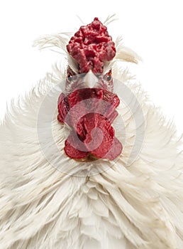 Close up of a curly feathered rooster looking at the camera