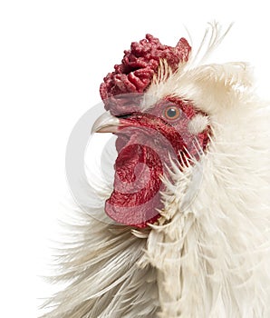 Close up of a curly feathered rooster's profile, isolated