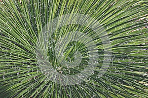 Close up of the curly white fibres of Agave filifera leaves