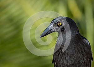 Close up of a Currawong, a crow-like bird in Australia photo