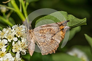 Curve-toothed Geometer - Eutrapela clemataria photo