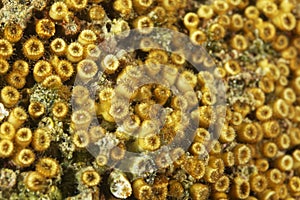 The close-up of cushion coral from he Adriatic Sea photo