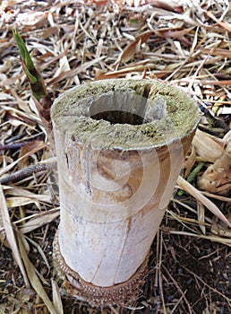 Close up of cut and dried bamboo trunk with tender shoot. Dry leaf soil