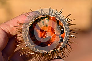 Close up of a cut open sea urchin Echinoidea with lots of orange eggs, which is held by a hand