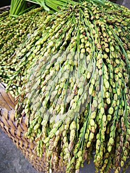 Close up of cut rice on rice field