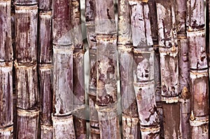 Close up of cut sugarcane