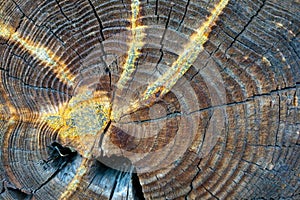 Close-up cut of a tree with traces of resin photo