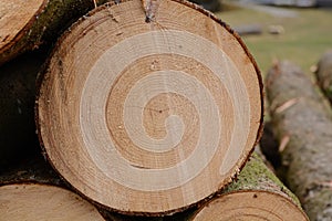 Close-up of cut tree trunk