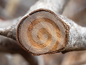 Close up of cut tree trunk. wood cut texture ring background. Cross section of tree trunk. wood texture