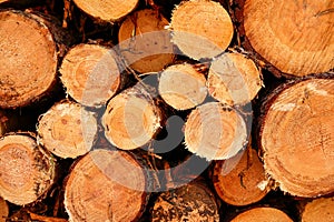 Close up of cut tree trunks of various diameters lying stacked