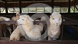 Close-up of cute adolescent alpaca chewing