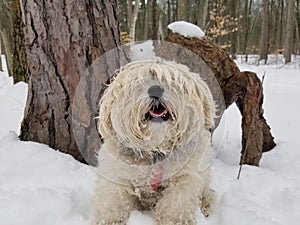 Close up of a Cute Adorable Shaggy Snorkie Dog with Long Fur Covering Eyes outside in Snowy Forest