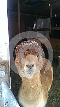 Close-up cute alpaca with snowcapped head wanna say hello