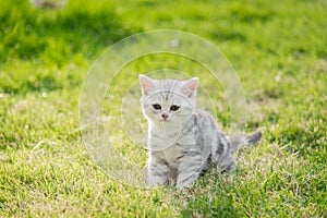 Close up cute American Shorthair kitten on green grass