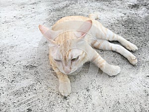 Close up of cute Asian cat light brown color lying on concrete floor.