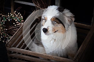 Close up of a cute Australian shepherd puppy in vintage wooden box