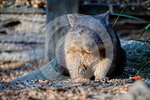 Close up of a cute Australian Wombat photo