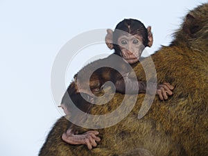 Close-up of a cute baby ape sitting on its mother& x27;s back looking aside