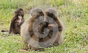 Close up of cute baby Gelada monkeys sitting on the ground