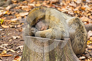 Close-up of cute barbary ape monkey macaca sylvanus