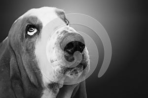 Close up of cute basset hound dog head looking up in black and white