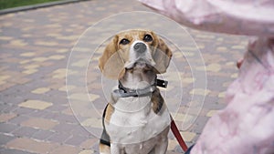 Close-up of cute beagle asking for dog food. Unrecognizable little Caucasian girl feeding pet outdoors. Joy, leisure