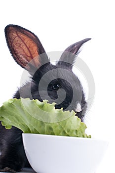 Close-up of cute black rabbit eating green salad