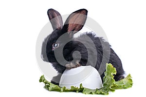 Close-up of cute black rabbit eating green salad