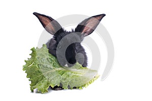 Close-up of cute black rabbit eating green salad