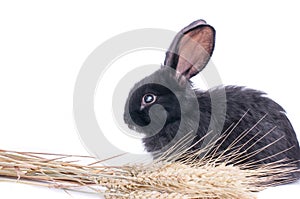 Close-up of cute black rabbit of white background