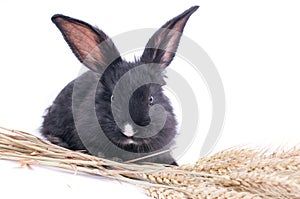 Close-up of cute black rabbit of white background
