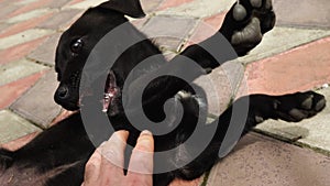 Close-up of a cute black and white-spotted puppy lying on his back on a sidewalk tile. A man's hand is