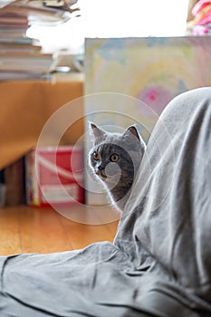 Close-up of a cute blue-gray British shorthair pet cat at home