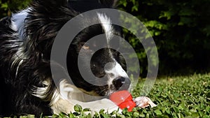 Close-up of a cute border collie puppy biting into his kong.