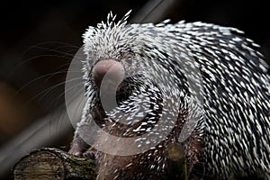 Close-up of a cute Brazilian Porcupine