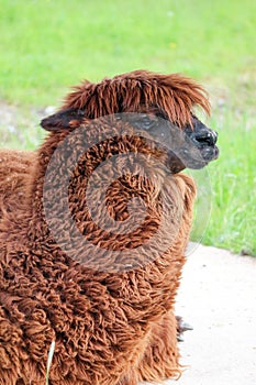 Close up of a cute brown alpaca