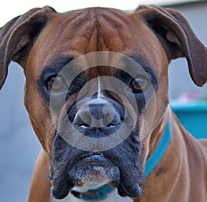 Close up of cute brown and black boxer dog with blue collar