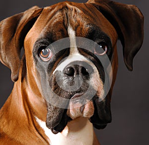 Close up of cute brown and black boxer dog over gray background