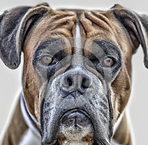 Close up of cute brown and black boxer dog over white background