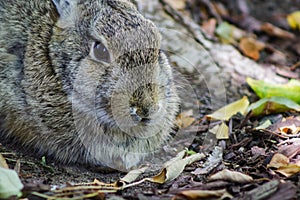 Close up of a cute bunny rabbit