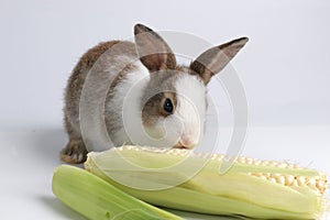 Close Up Cute Bunny Rabbit photo