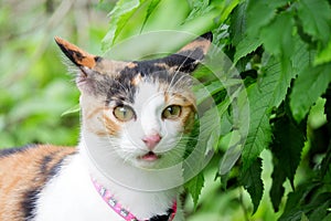 Close up a cute Calico cat with a shocked face,Blurred green leaves background