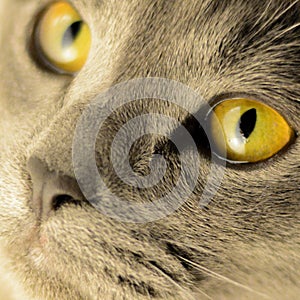 Close-up of a cute cat`s face with gorgeous yellow eyes. photo