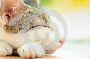 Close-up of cute cat sleeping and bright lighting