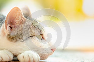 Close-up of cute cat sleeping and bright lighting photo